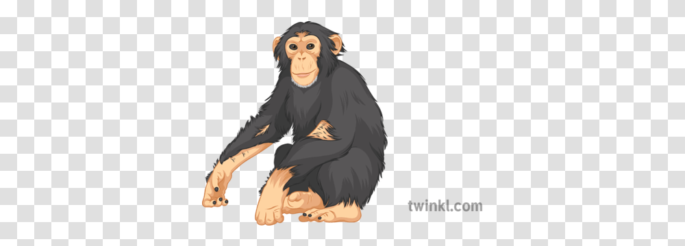 Chimpanzee General Wild Animals Monkey Jungle Secondary Language, Ape, Wildlife, Mammal, Person Transparent Png