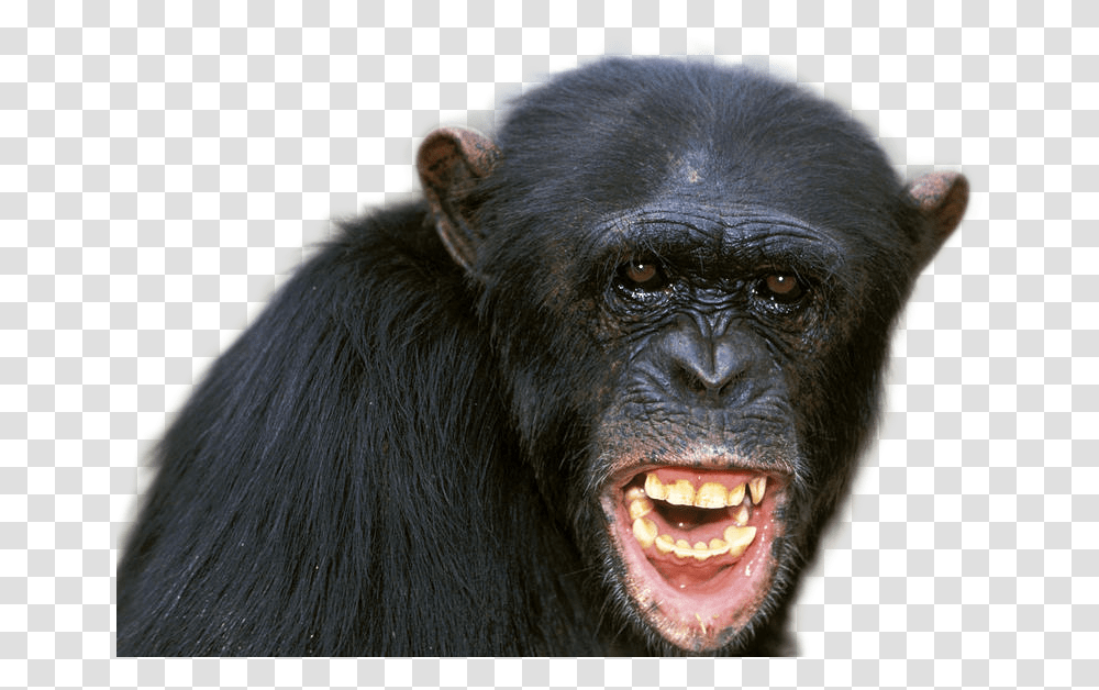 Chimpanzee Image Chimpanzee Alpha Male, Ape, Wildlife, Mammal, Animal Transparent Png