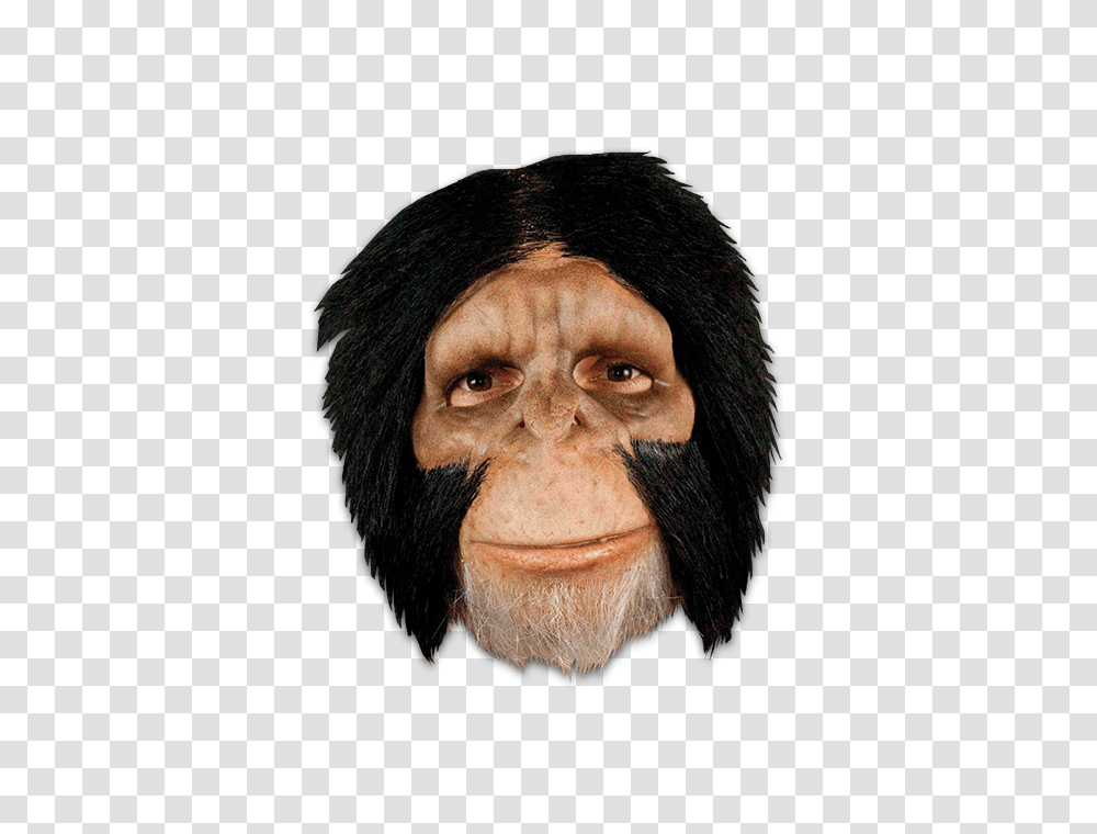 Chimpanzee Monkey Hair, Face, Person, Human, Ape Transparent Png