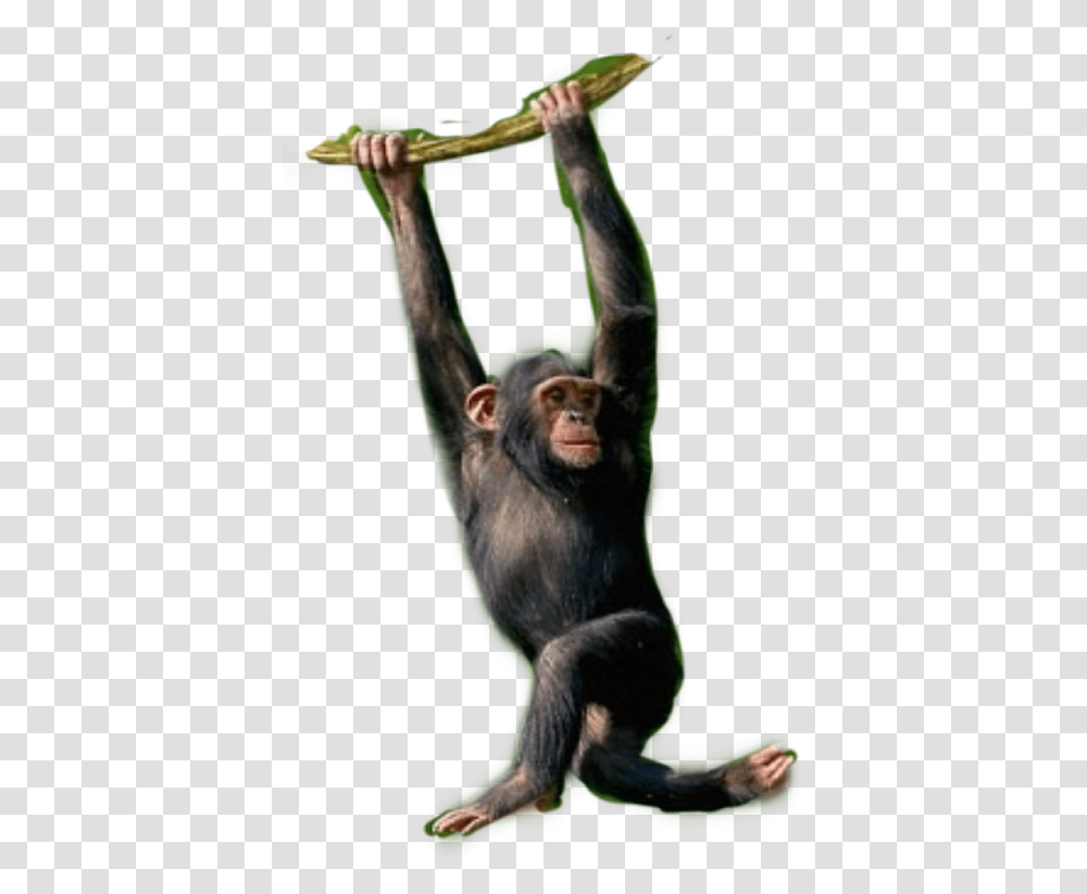 Chimpanzee Monkey Monkeys Chimps Primates Chimpanzee Hanging On Tree, Ape, Wildlife, Mammal, Animal Transparent Png