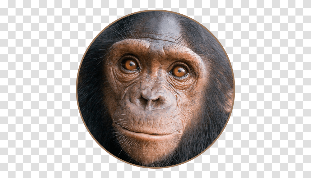 Chimpanzee Sounds Apps On Google Play Chimpanzee Bonobo Distribution Map, Ape, Wildlife, Mammal, Animal Transparent Png