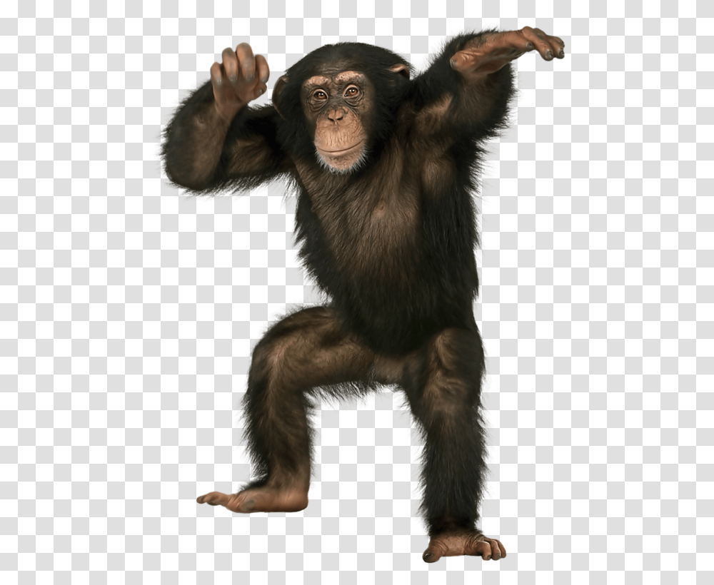 Chimpanzee Standing, Ape, Wildlife, Mammal, Animal Transparent Png
