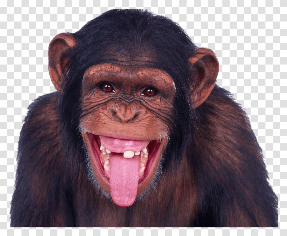 Chimpanzee Sticking Out Tongue Happy Monkey, Ape, Wildlife, Mammal, Animal Transparent Png
