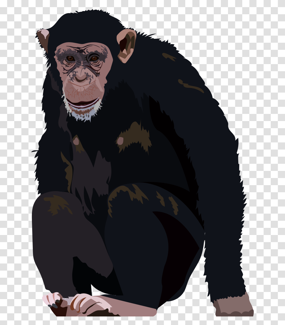 Chimpanzee The Needles Of, Ape, Wildlife, Mammal, Animal Transparent Png