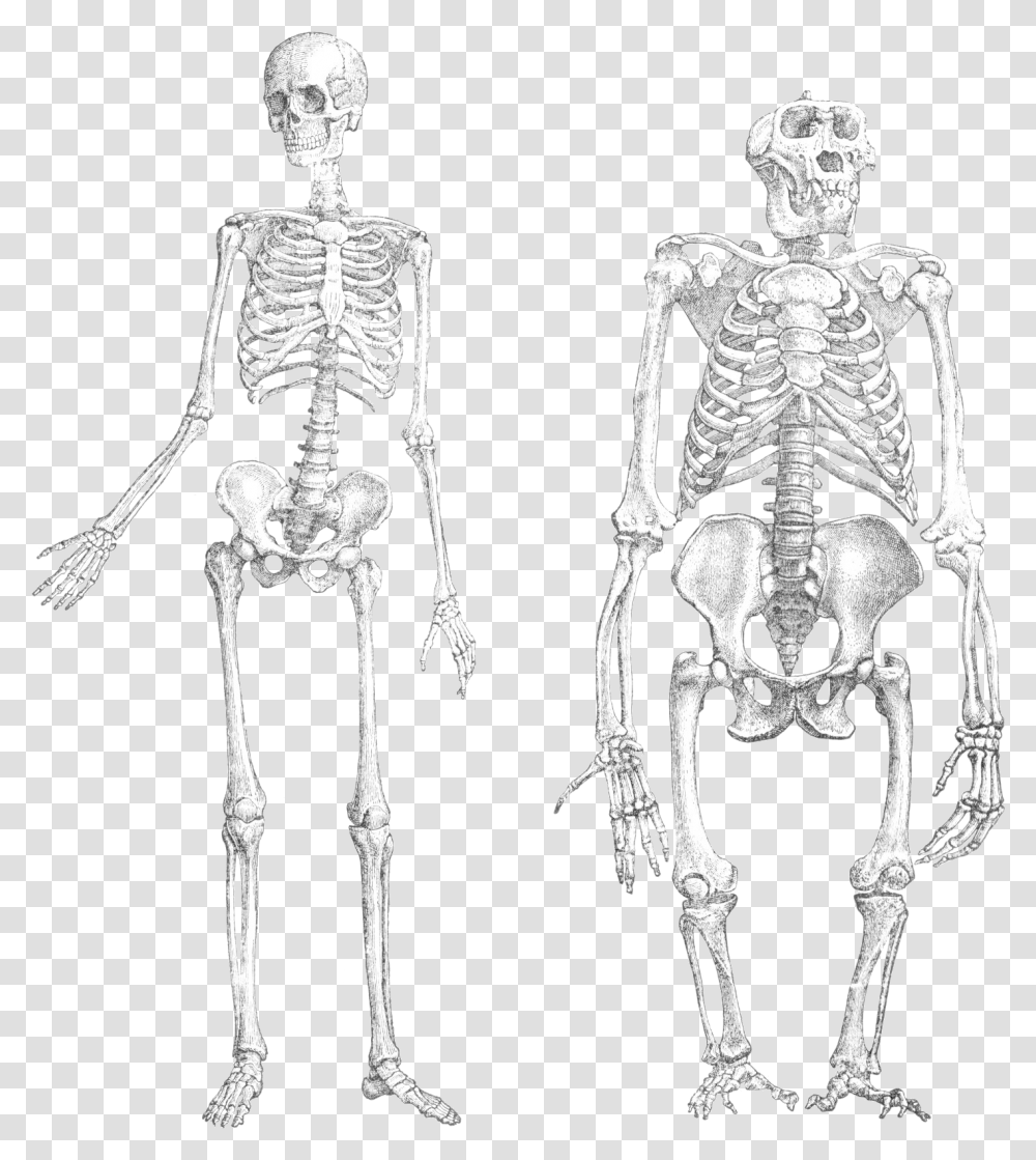 Chimpanzee Vs Human Skeleton Transparent Png