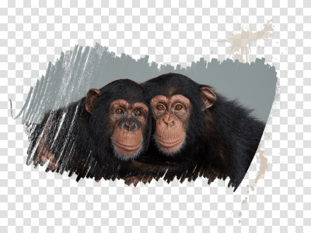 Chimpanzees Chimp, Ape, Wildlife, Mammal, Animal Transparent Png