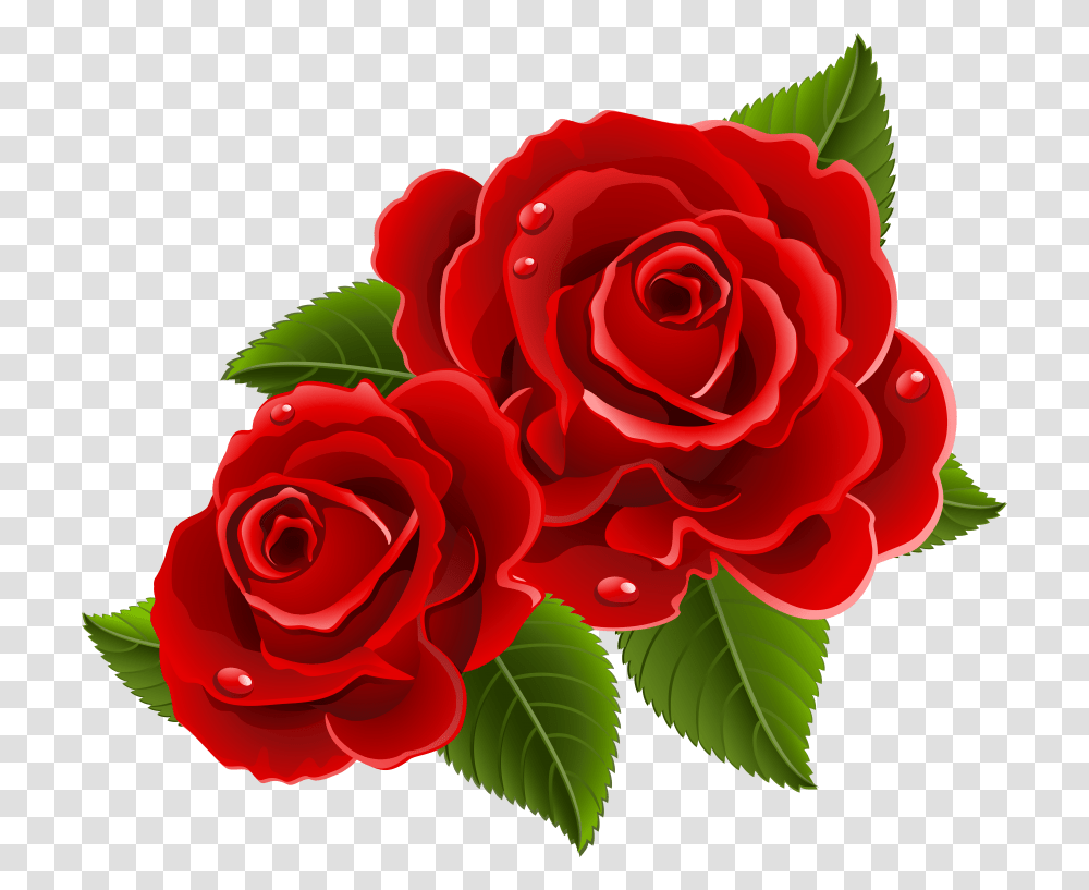 China Rose Beautiful Images Of Rose Flowers, Plant, Blossom Transparent Png