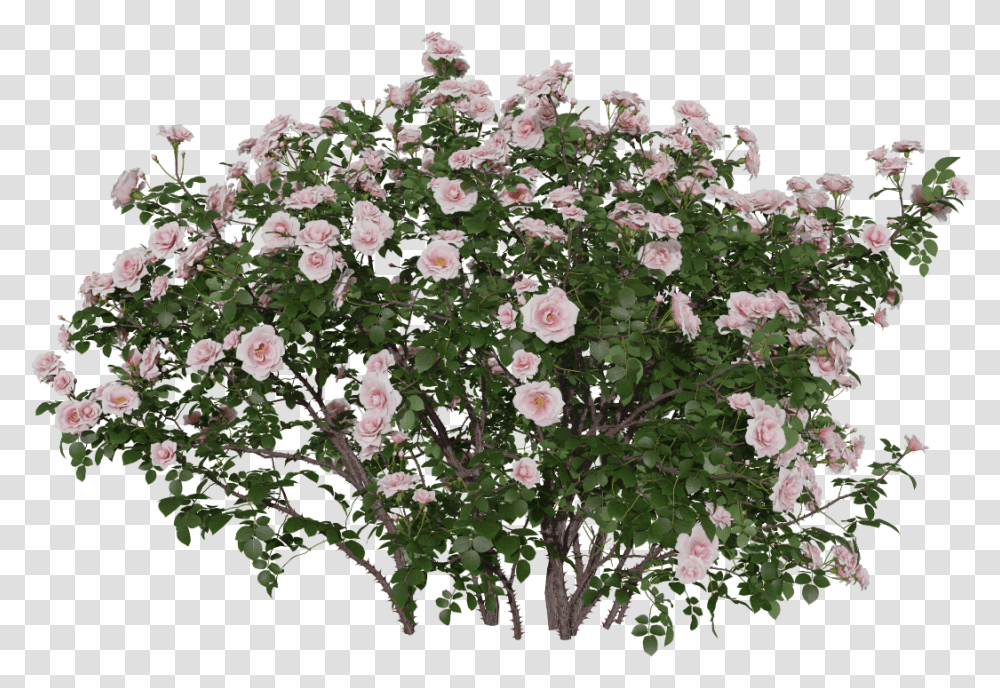 China Rose, Geranium, Flower, Plant, Blossom Transparent Png