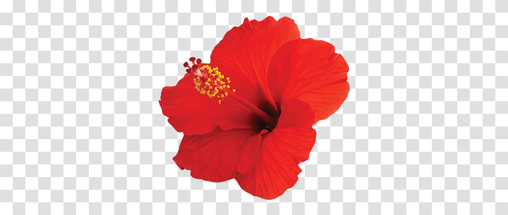 China Rose Images In, Plant, Hibiscus, Flower, Blossom Transparent Png