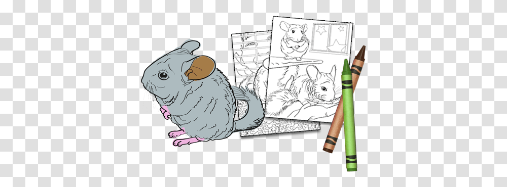 Chinchilla Cartoon, Animal, Mammal, Rodent, Cat Transparent Png