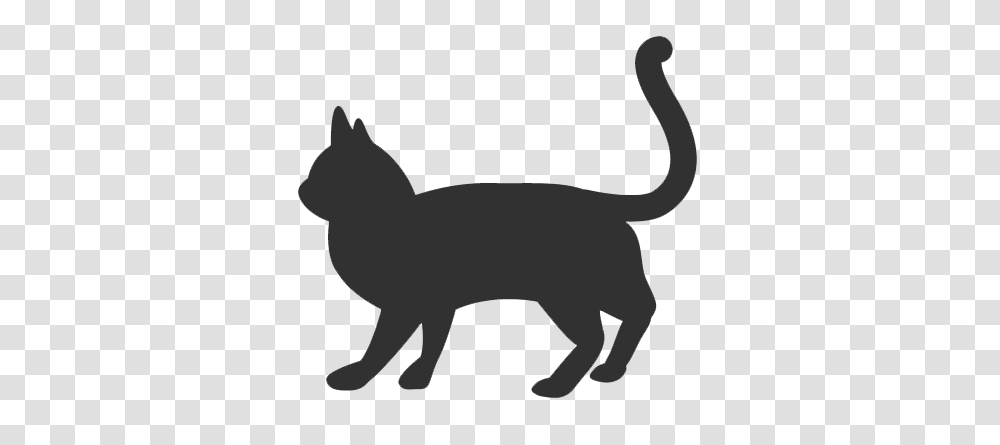 Chinchilla Cat Breed Information Purina, Pet, Mammal, Animal, Black Cat Transparent Png