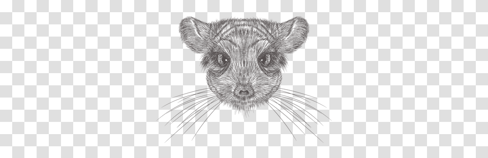 Chinchilla Illustration Mouse Head Vector, Animal, Mammal, Fish, Wildlife Transparent Png