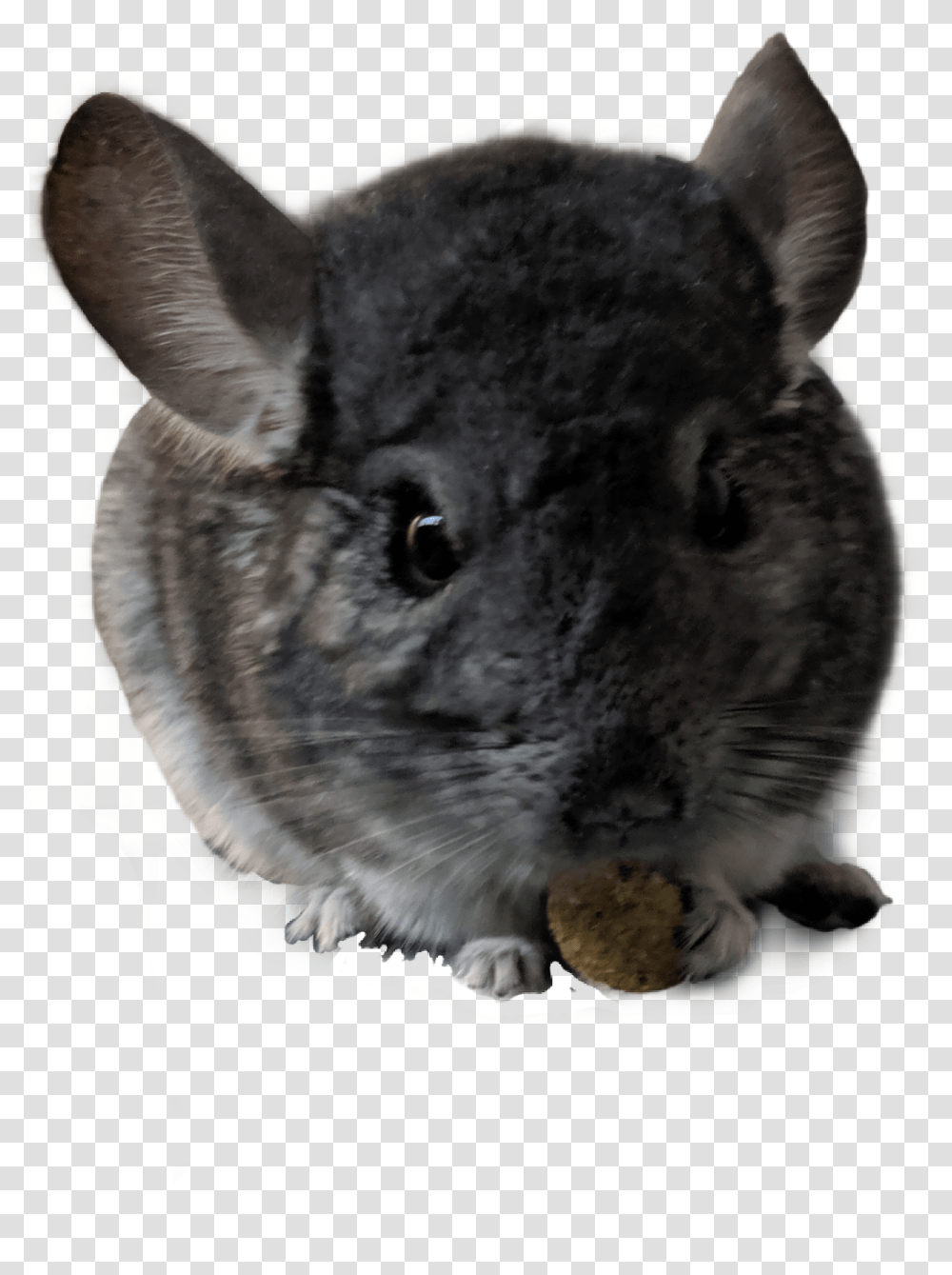 Chinchilla Mouse, Animal, Mammal, Rodent Transparent Png