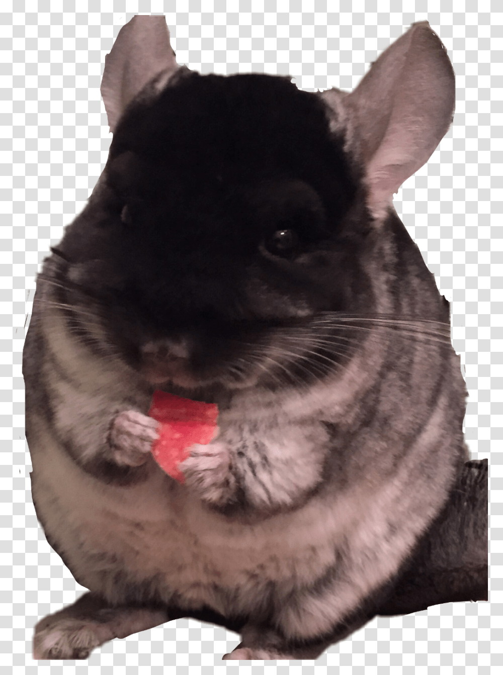 Chinchilla Mouse, Rodent, Mammal, Animal, Dog Transparent Png