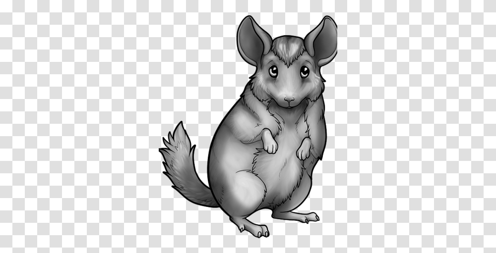 Chinchilla Rat, Mammal, Animal, Person, Human Transparent Png