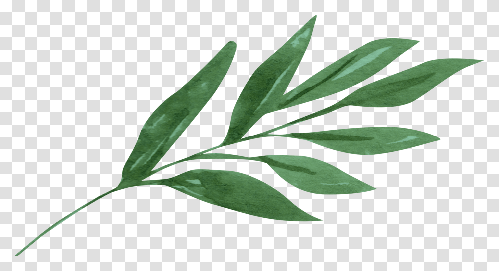 Chinese Cinnamon, Leaf, Plant, Green, Flower Transparent Png