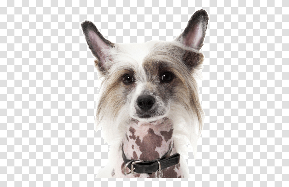 Chinese Crested Boston Terrier Mix, Dog, Pet, Canine, Animal Transparent Png