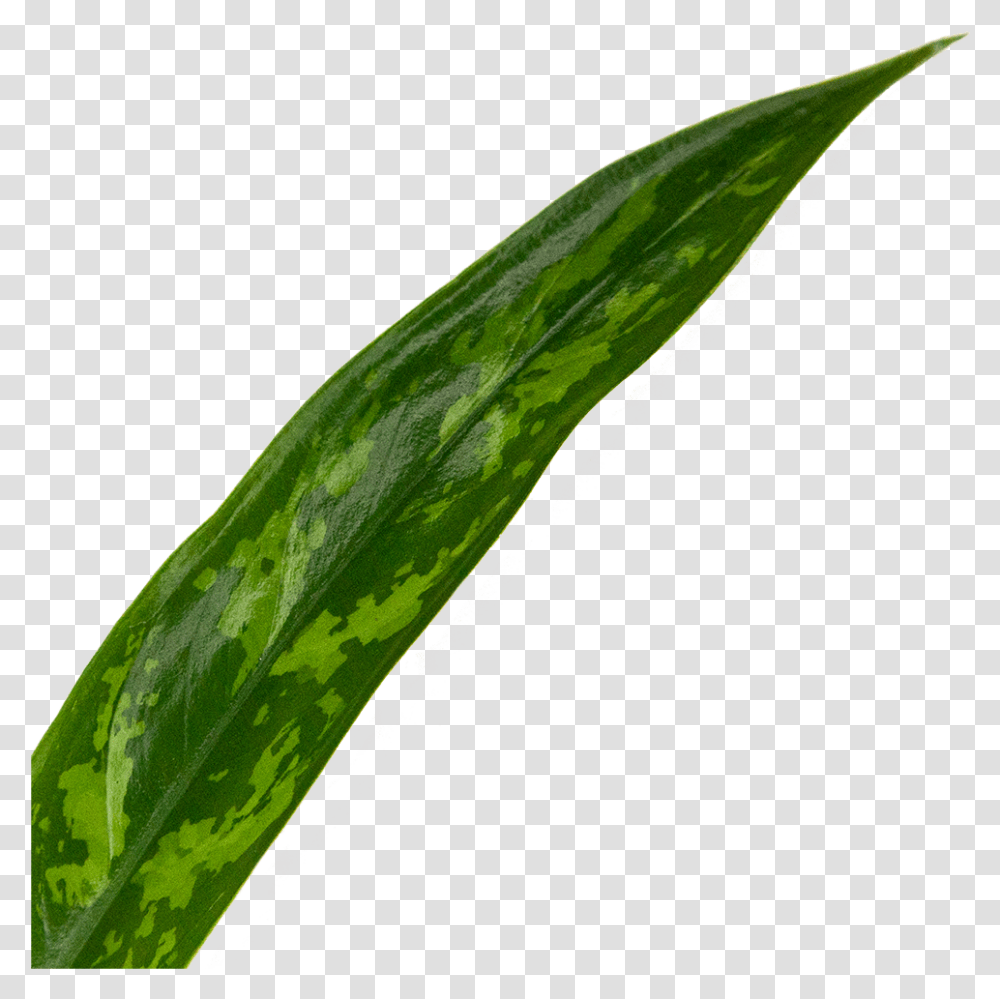 Chinese Evergreen Cutlass Grass, Plant, Leaf, Produce, Food Transparent Png