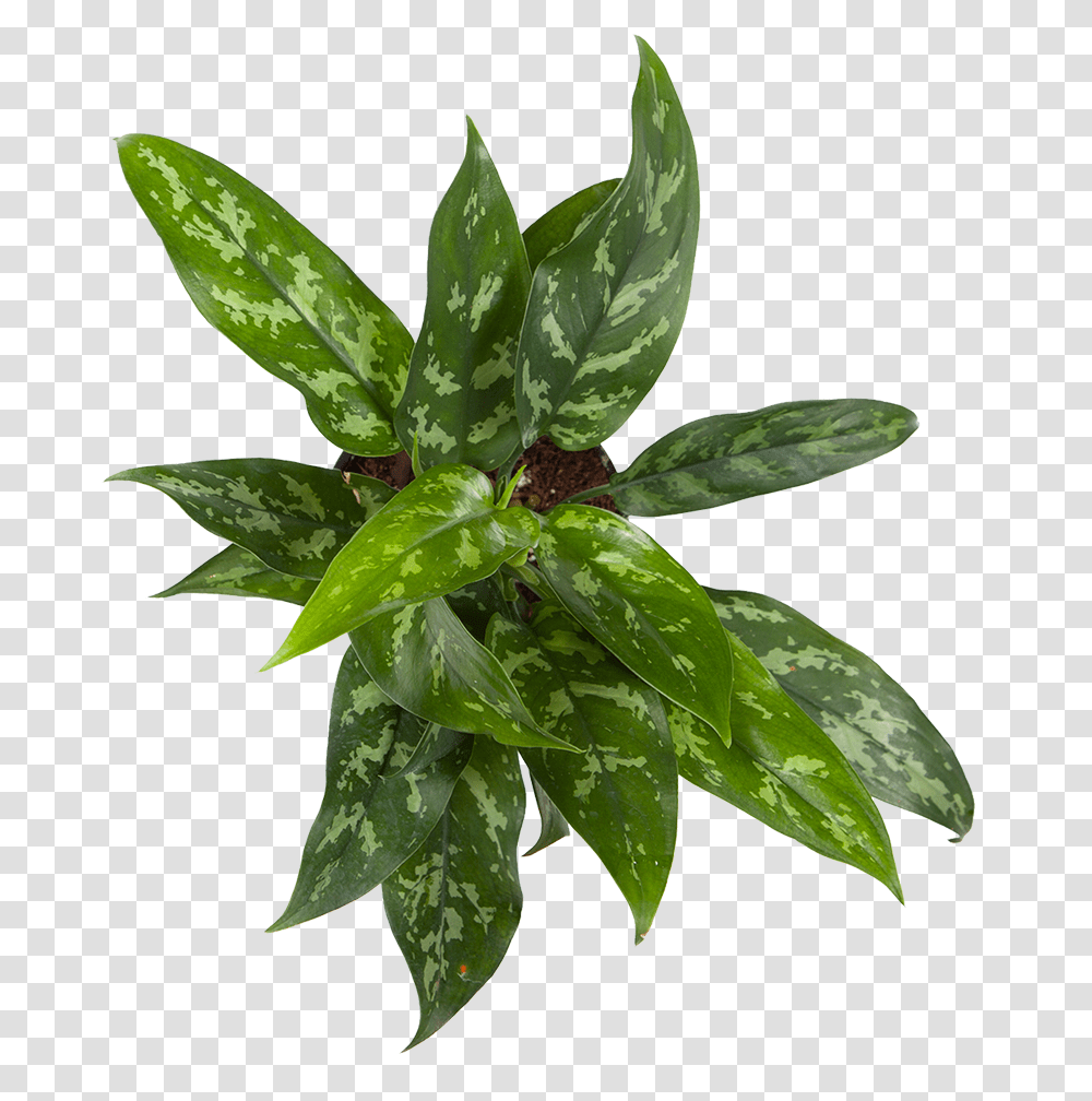 Chinese Evergreen Maria Houseplant, Leaf, Potted Plant, Vase, Jar Transparent Png