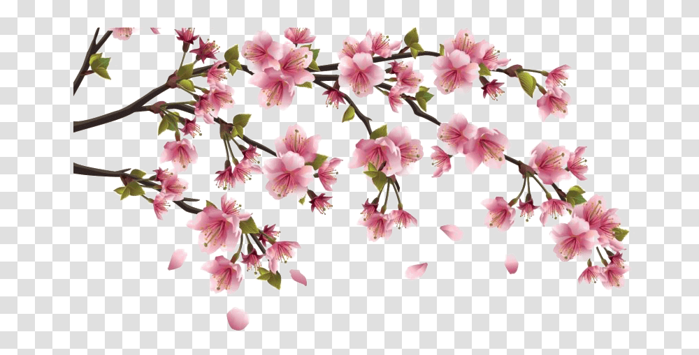 Chinese Flower Clipart Flor Cerezo Japones Dibujo, Plant, Blossom, Petal, Amaryllis Transparent Png