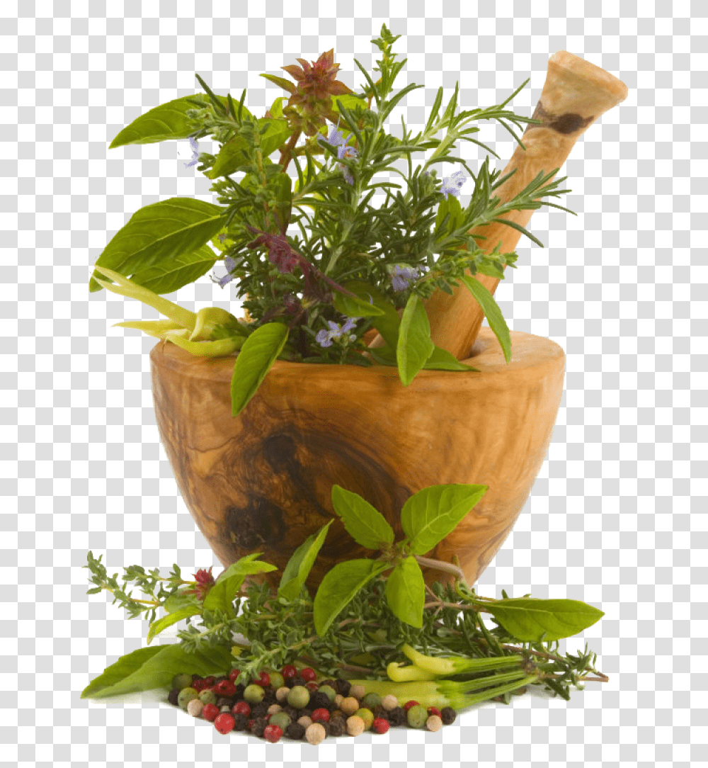Chinese Herbs Image Botanical Luxuriate Hair Growth Oil Price, Potted Plant, Vase, Jar, Pottery Transparent Png