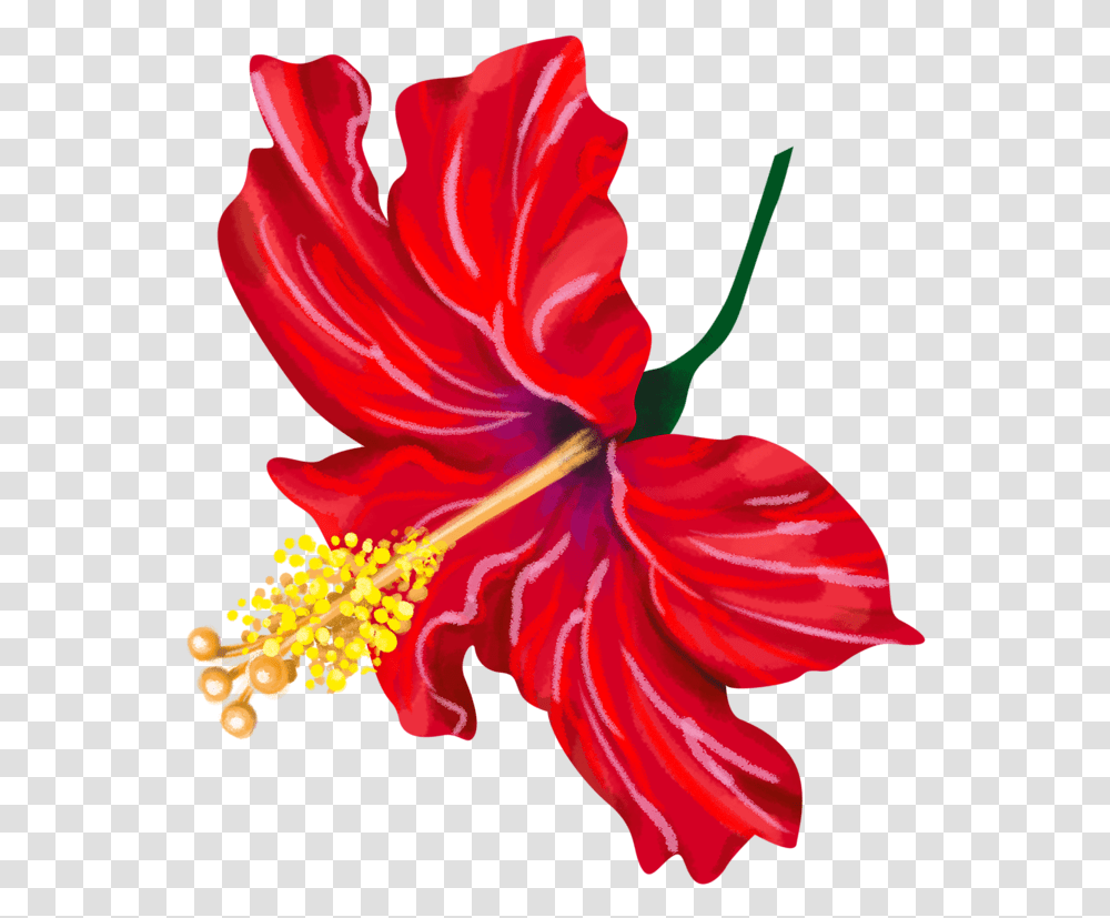 Chinese Hibiscus Clipart Chinese Hibiscus, Plant, Flower, Blossom, Rose Transparent Png