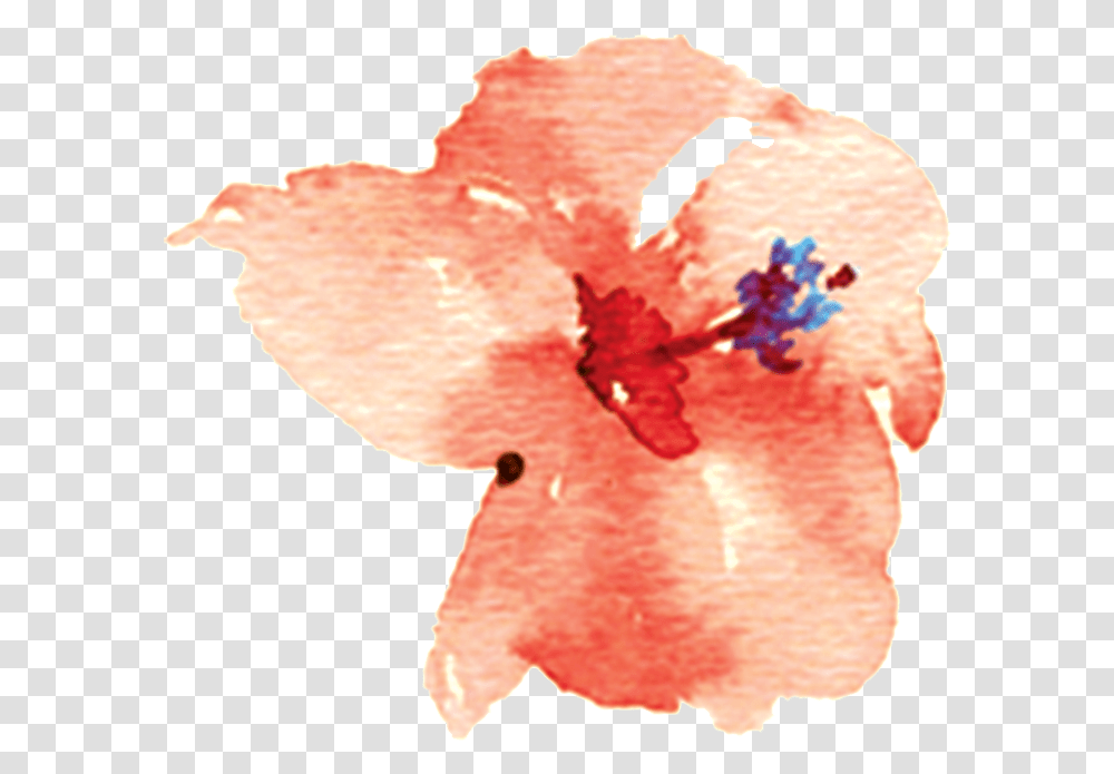 Chinese Hibiscus Flower, Plant, Blossom, Petal, Birthday Cake Transparent Png