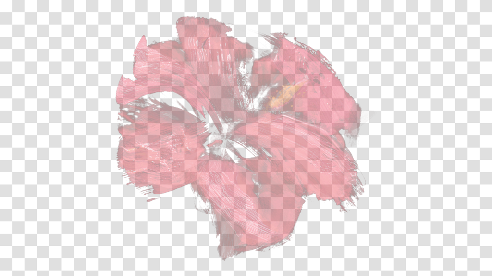 Chinese Hibiscus, Flower, Plant, Blossom, Petal Transparent Png