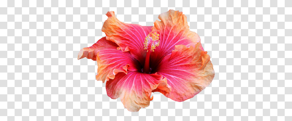 Chinese Hibiscus Images Free Library Hibiscus Flower, Plant, Blossom, Anther, Petal Transparent Png