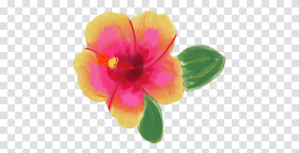 Chinese Hibiscus, Plant, Flower, Blossom, Anther Transparent Png