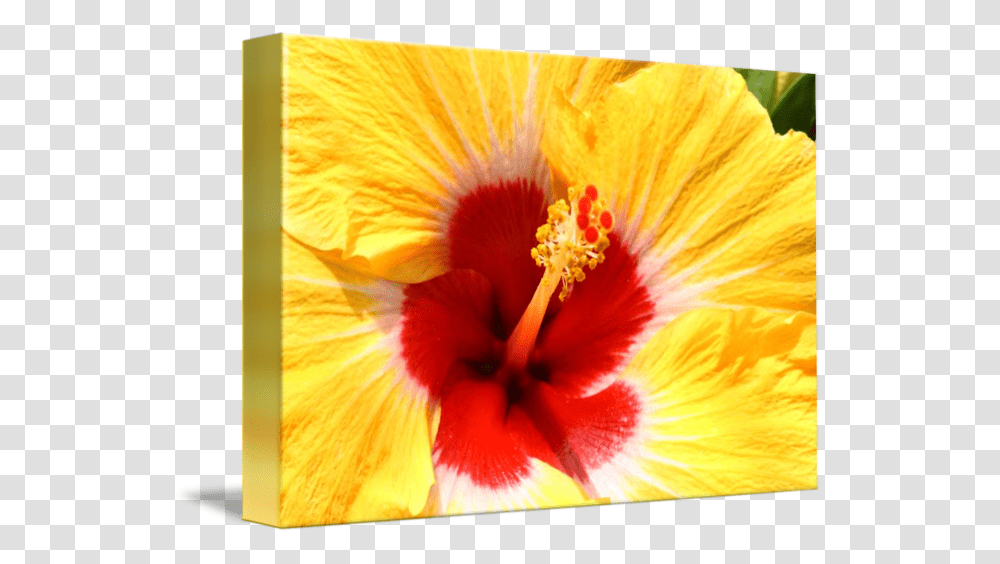 Chinese Hibiscus, Plant, Flower, Blossom, Anther Transparent Png