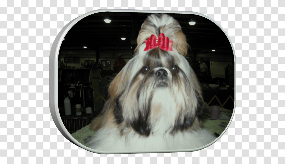 Chinese Imperial Dog, Pet, Canine, Animal, Mammal Transparent Png