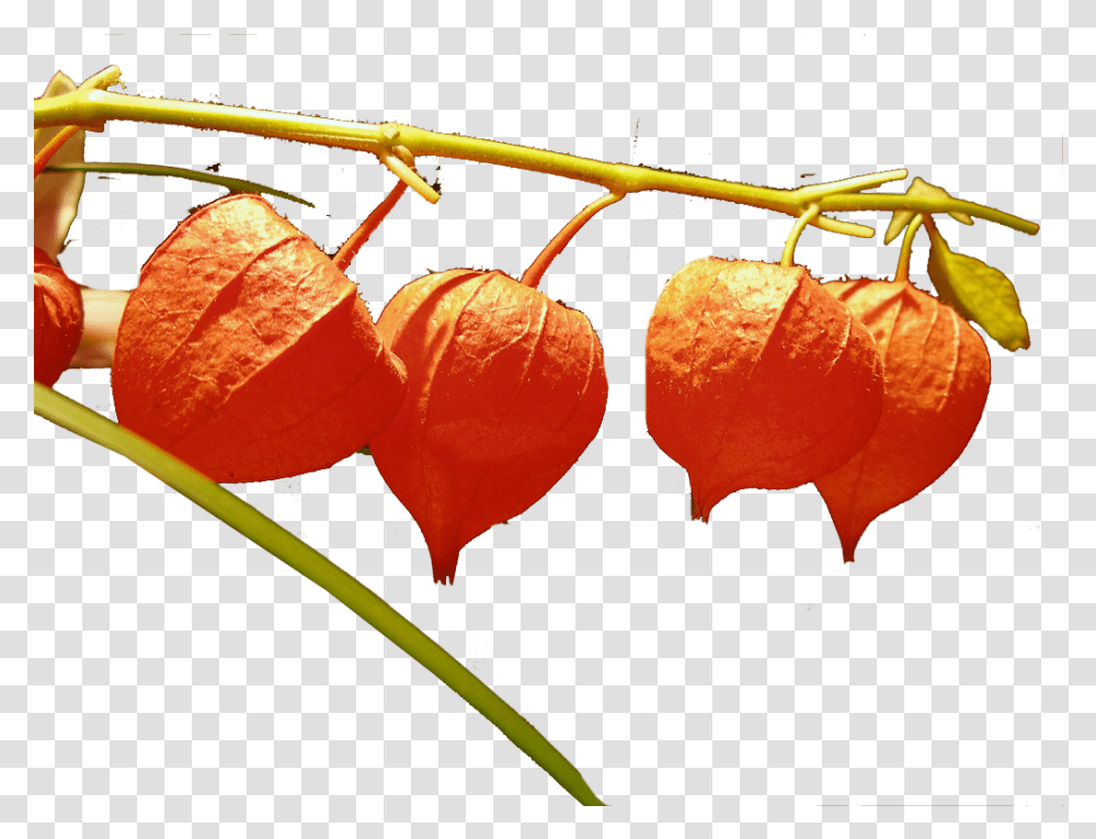 Chinese Lantern Flowers Image File Chinese Lantern Flower, Leaf, Plant, Blossom, Veins Transparent Png