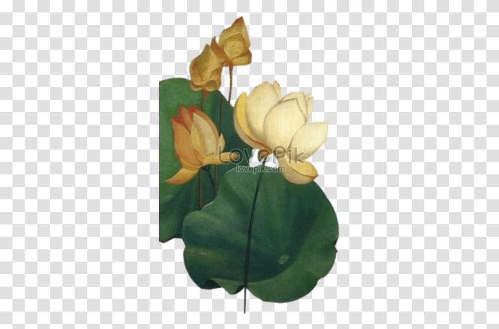 Chinese Lotus Flower Graphics Nymphaea Nelumbo, Plant, Blossom, Rose, Petal Transparent Png