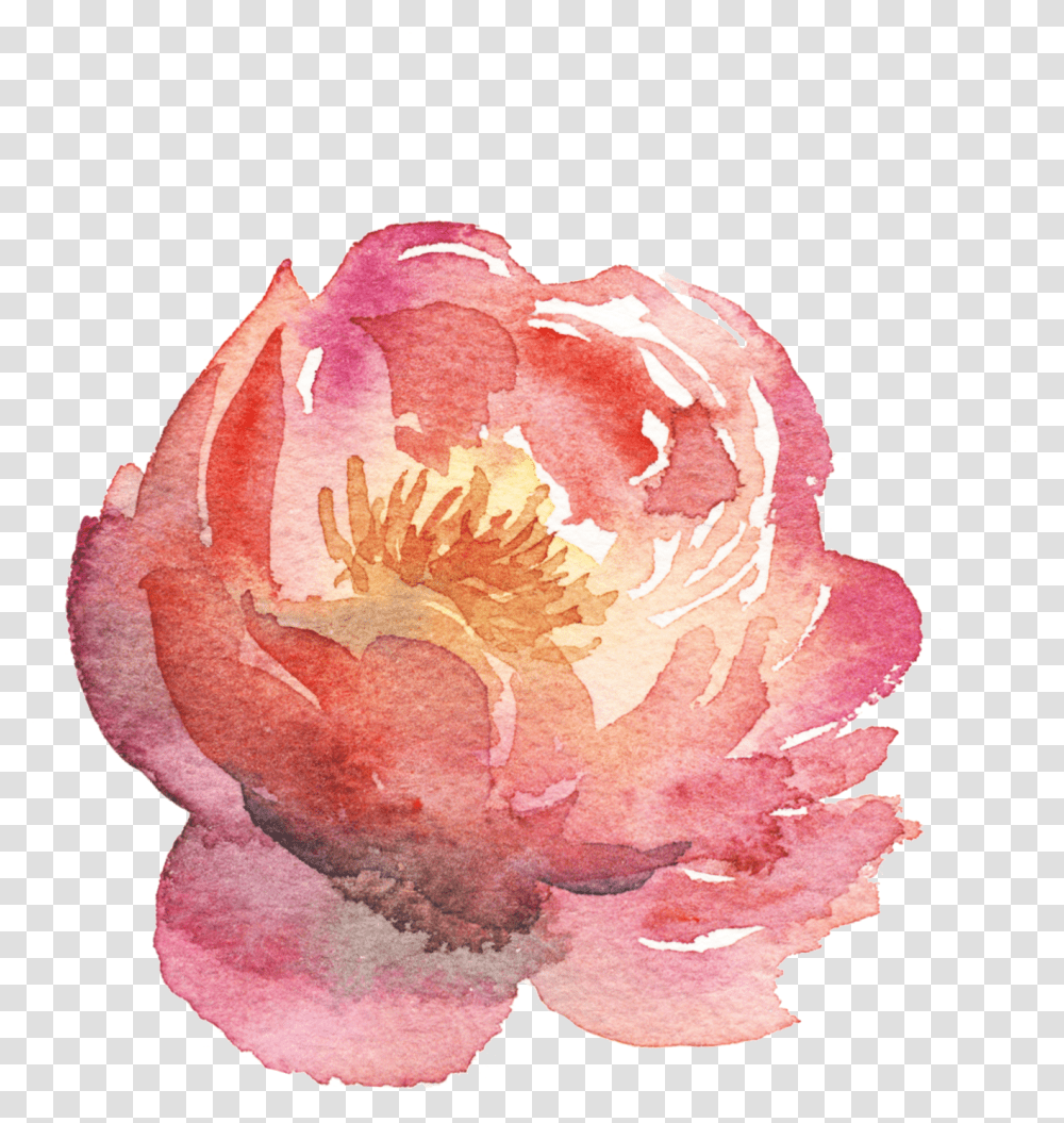 Chinese Peony, Plant, Flower, Blossom, Rose Transparent Png