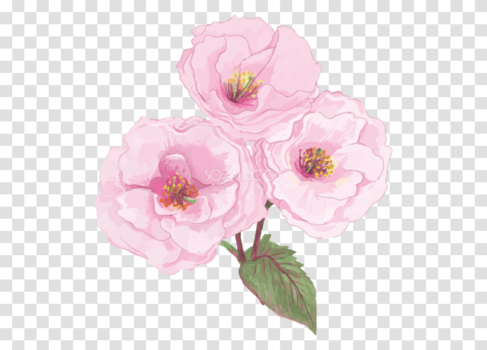 Chinese Peony, Plant, Flower, Blossom, Rose Transparent Png