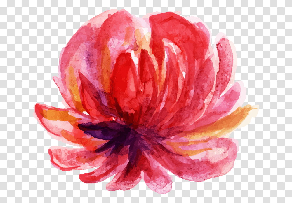 Chinese Peony, Rose, Flower, Plant, Blossom Transparent Png
