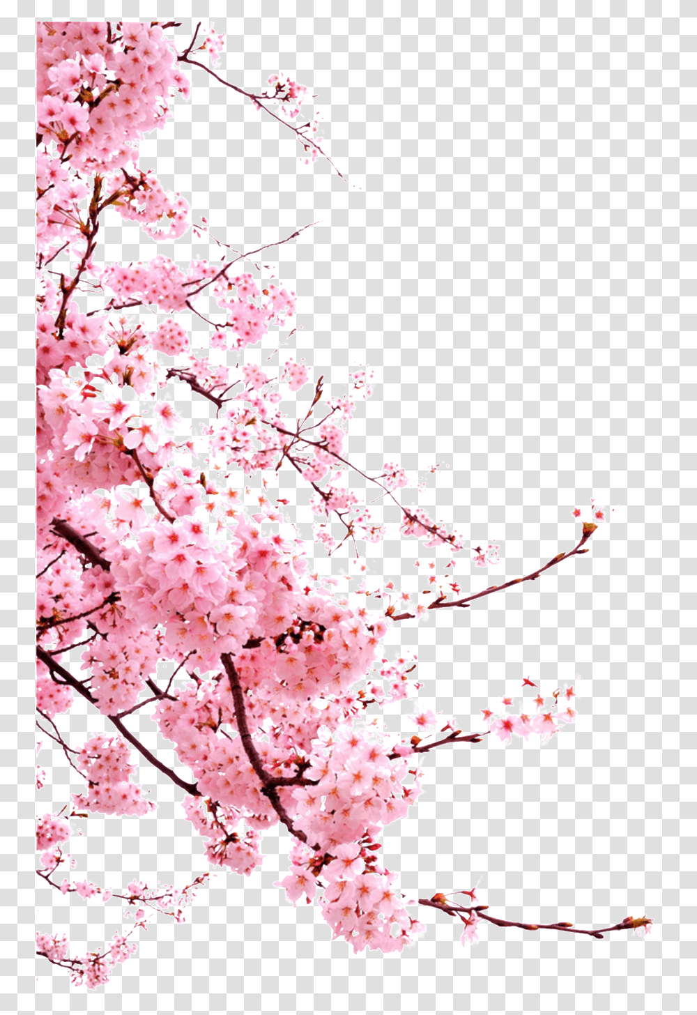 Chinese Style Painted Pink Flower Japan Cherry Blossom, Plant Transparent Png