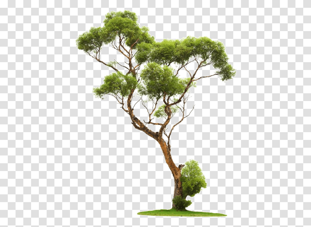 Chinese Tree, Plant, Conifer, Moss, Root Transparent Png