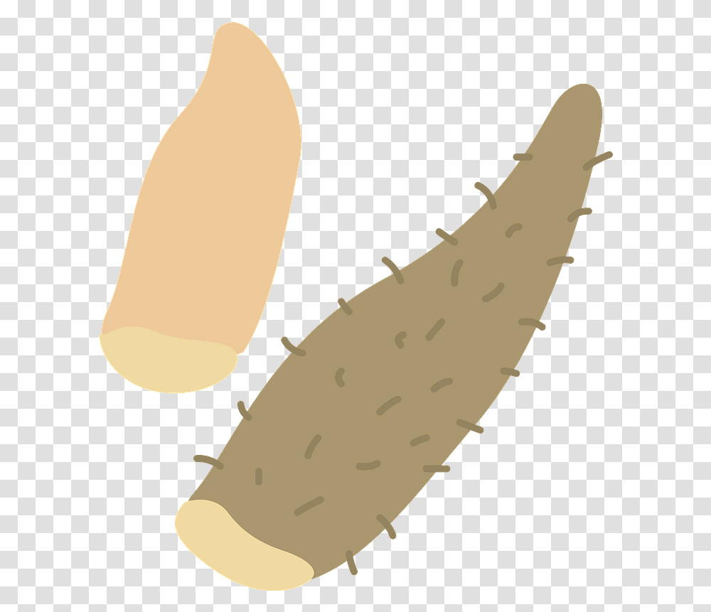 Chinese Yam Clipart Yam, Plant, Vegetable, Food, Produce Transparent Png