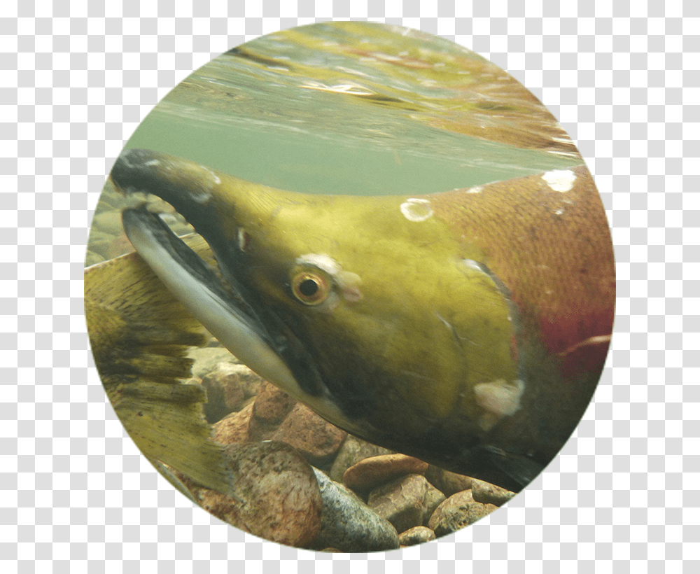 Chinook Salmon Eel, Coho, Fish, Animal, Aquatic Transparent Png