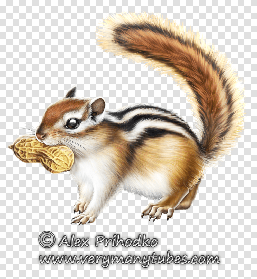 Chipmunk Clipart Animal Eating Fox Squirrel, Mammal, Cat, Pet, Plant Transparent Png