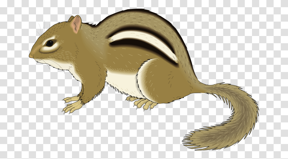 Chipmunk Clipart Grey Squirrel, Animal, Mammal, Wildlife, Bird Transparent Png