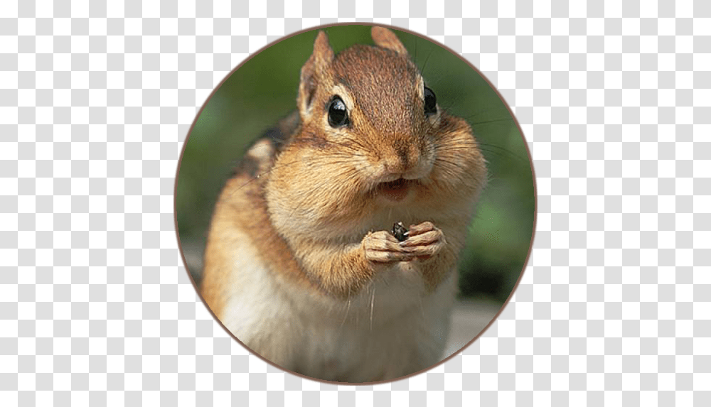 Chipmunk Sounds - Apps Animal Preparing For Winter, Rat, Rodent, Mammal, Squirrel Transparent Png