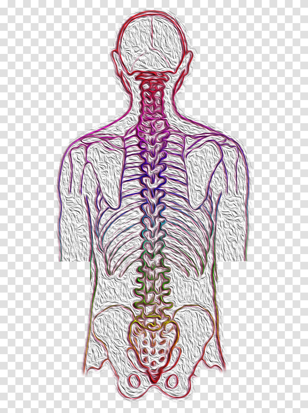 Chiropractic Bone, Apparel, Shirt, Pattern Transparent Png