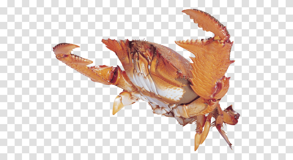 Chitin Crab, Seafood, Sea Life, Animal, Fungus Transparent Png
