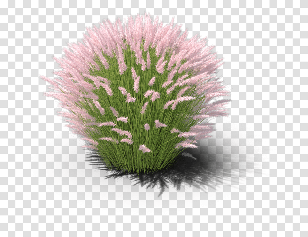 Chives Muhly Grass White Background, Plant, Flower, Potted Plant, Vase Transparent Png