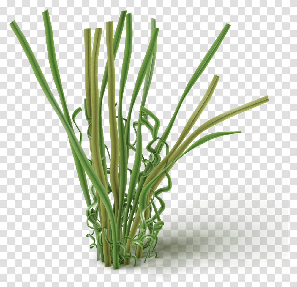 Chives, Plant, Grass, Food, Flower Transparent Png