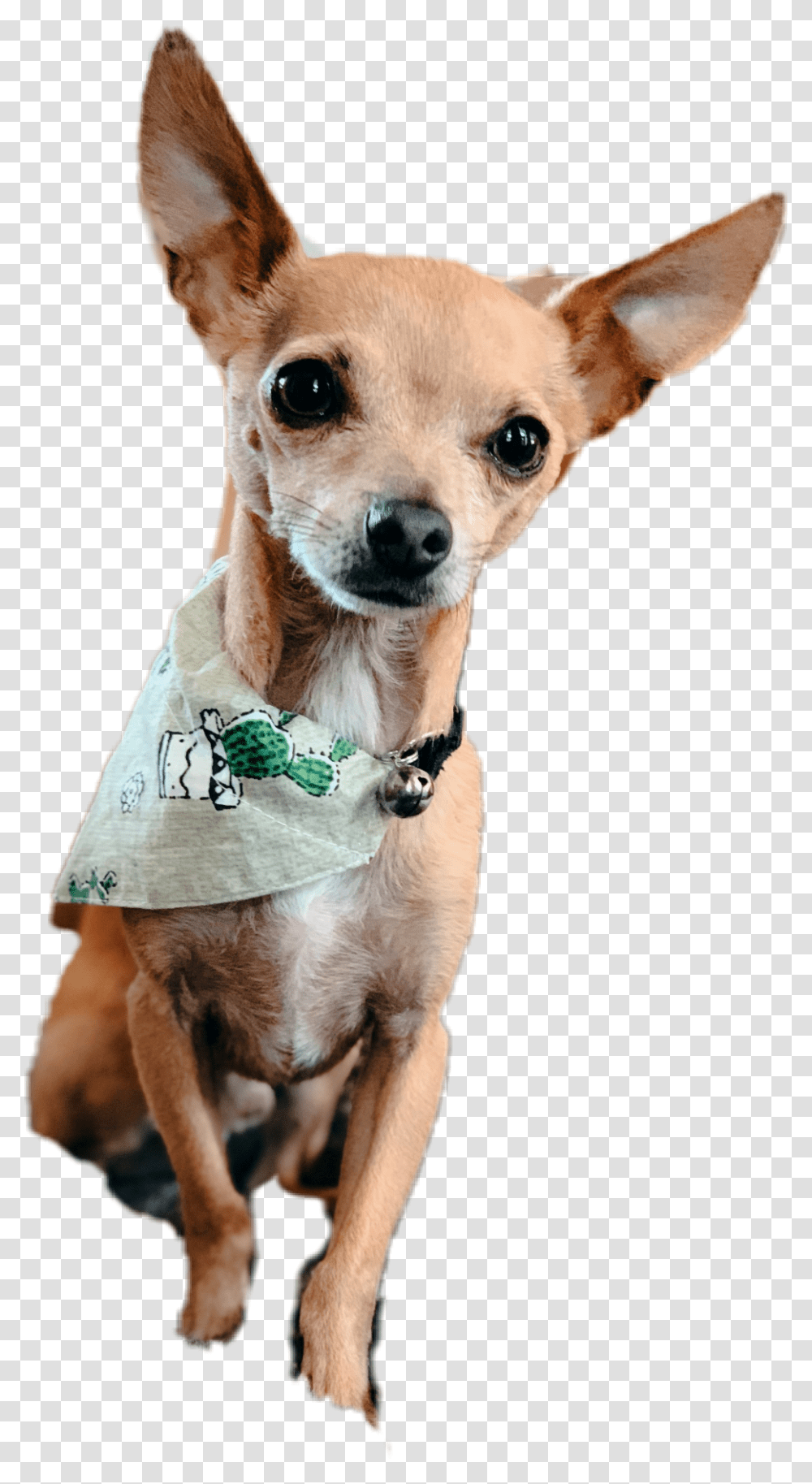 Chiweenie Chihuahua Dog Doggo Cactus Cute Aesthetic, Pet, Canine, Animal, Mammal Transparent Png