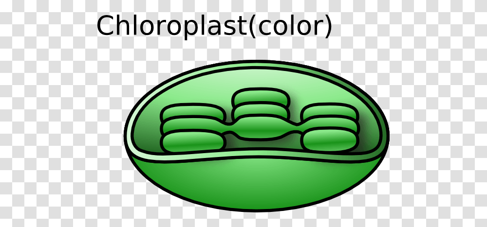 Chloroplast Cliparts, Green, Label, Logo Transparent Png